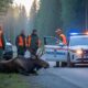 Viltnemnda officers in Norway attending to a moose accident on a forest road with patrol vehicles and safety lights on.